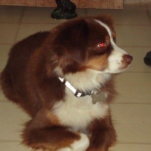 Meet your Posher, Alan